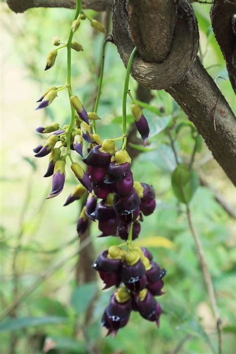 禾雀花|你以为是葡萄？它可是禾雀花